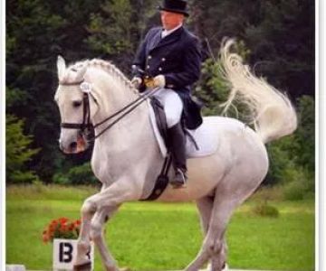 Equine All Sports Medicine