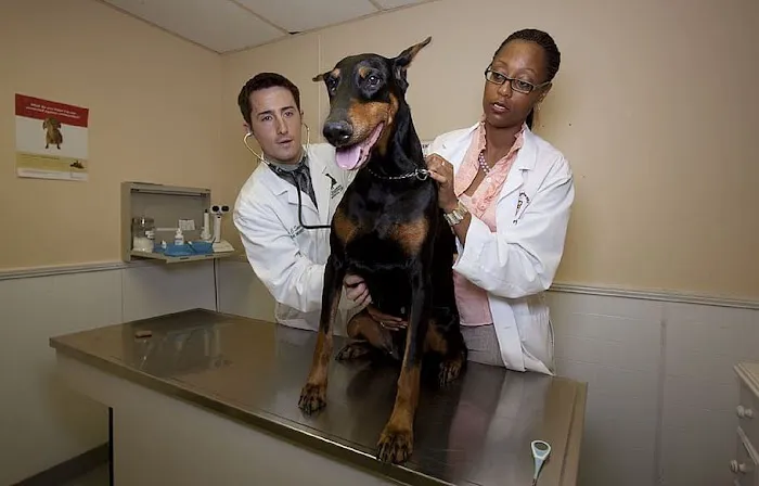 Patterson Veterinary Hospital - Mason 4