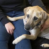 Patterson Veterinary Hospital - Mason ico