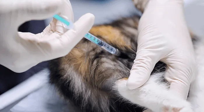 Patterson Veterinary Hospital - Mason 9