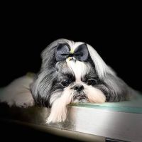 Mason Veterinary Clinic ico