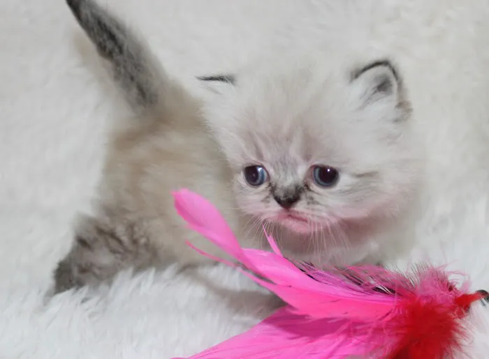 Precious Persians 1