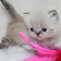 Precious Persians ico