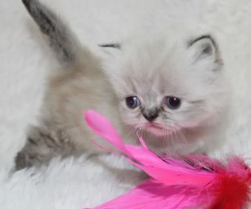 Precious Persians