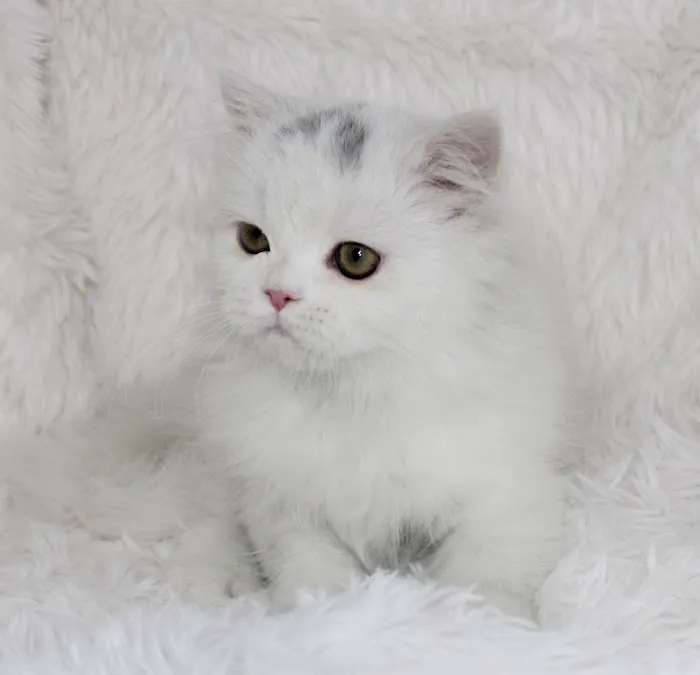 Precious Persians 6