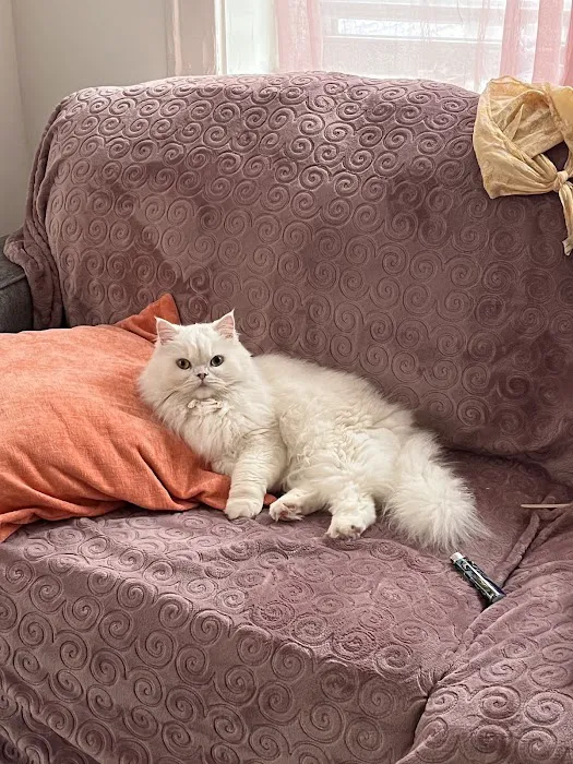 Precious Persians 7
