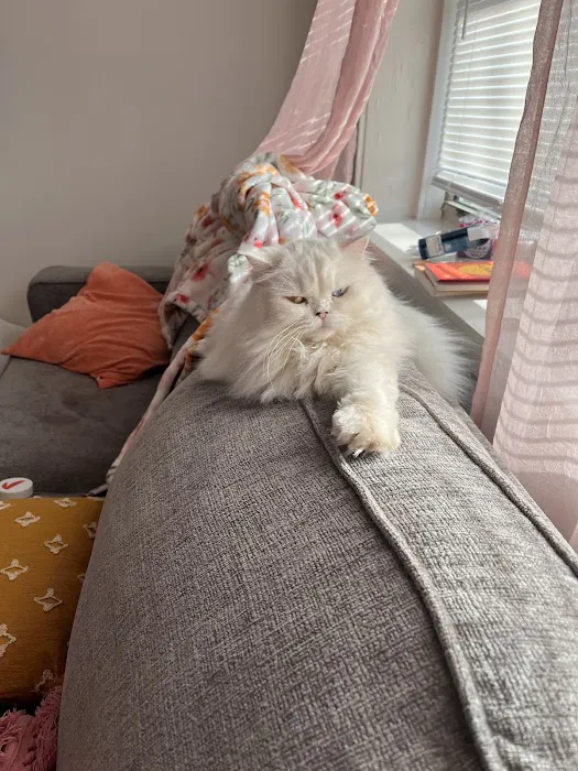 Precious Persians 8