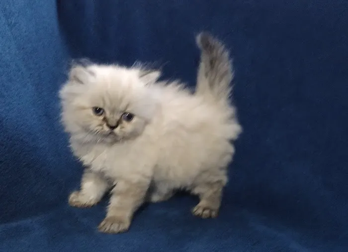 Precious Persians 4