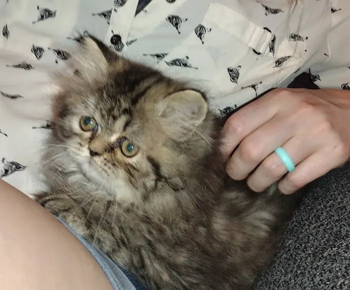 Precious Persians 2