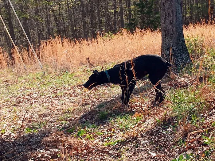 Waterloo Animal Hospital: Mannino Michelle DVM 12