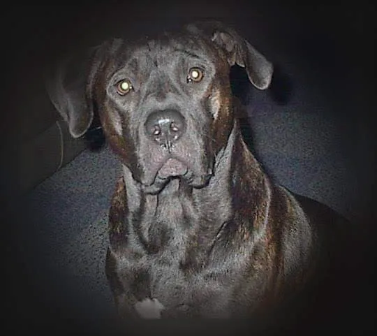 Waterloo Animal Hospital: Mannino Michelle DVM 12