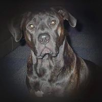 Waterloo Animal Hospital: Mannino Michelle DVM ico