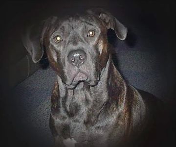 Waterloo Animal Hospital: Mannino Michelle DVM