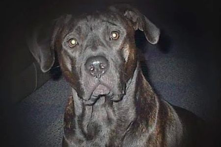 Waterloo Animal Hospital: Mannino Michelle DVM