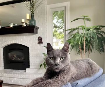 Waterloo Animal Hospital