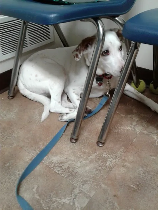 Waterloo Animal Hospital 12
