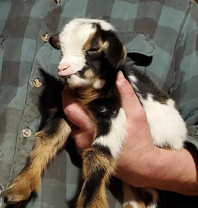 Waterloo Animal Hospital 12
