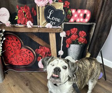 MetroEast Home Vet Care