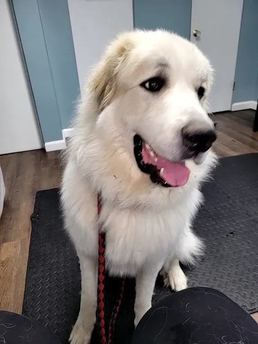 MetroEast Home Vet Care 12