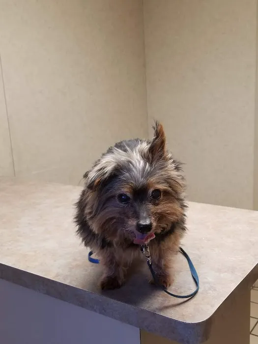 Lashley Animal Hospital 12