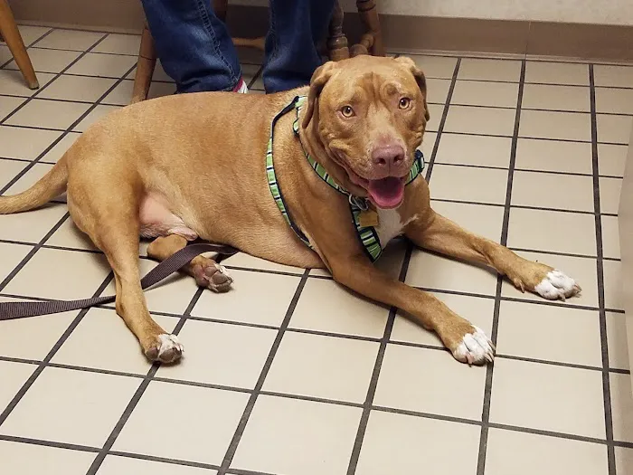 Lashley Animal Hospital 12