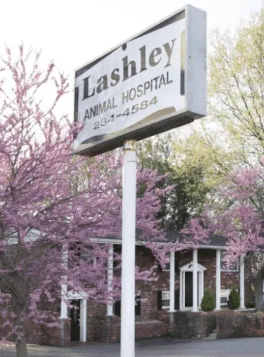 Lashley Animal Hospital 12