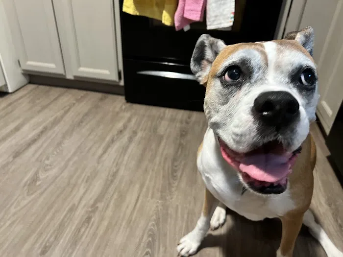 Best Friends Animal Hospital & Pet Resources 12