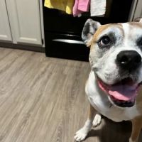 Best Friends Animal Hospital & Pet Resources ico