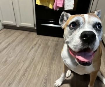 Best Friends Animal Hospital & Pet Resources