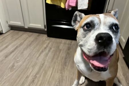 Best Friends Animal Hospital & Pet Resources