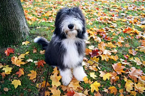 Best Friends Animal Hospital & Pet Resources 12
