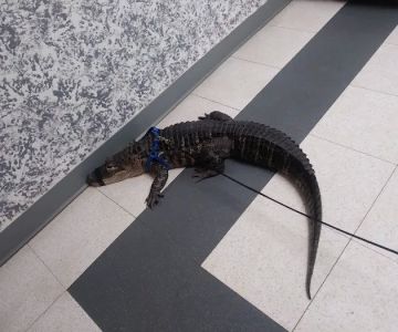 Ani-Care Animal Hospital