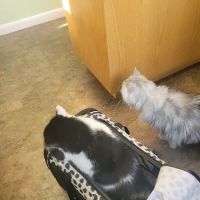 Stony Run Veterinary Center ico