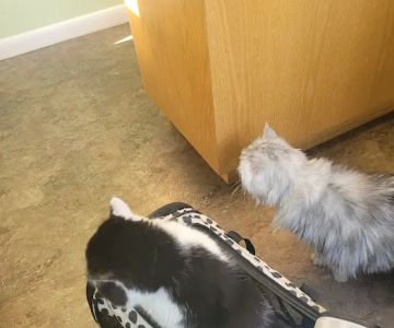 Stony Run Veterinary Center