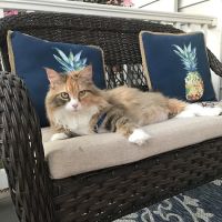 Carlisle Small Animal Veterinary Clinic ico