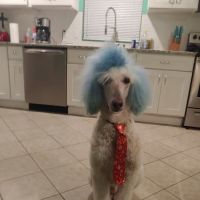 Northside Veterinary Clinic ico