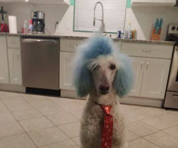 Northside Veterinary Clinic