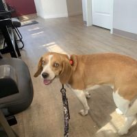 Wags to Whiskers Veterinary Clinic ico