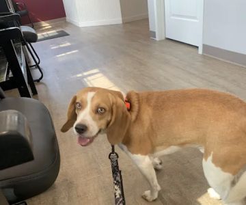 Wags to Whiskers Veterinary Clinic