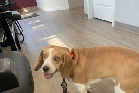 Wags to Whiskers Veterinary Clinic