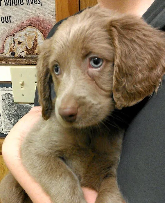 New Oxford Veterinary Clinic 4