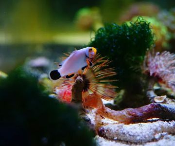 Epic Aquaria