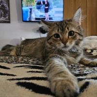 Little Paws Animal Clinic ico