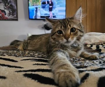 Little Paws Animal Clinic