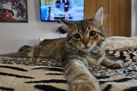 Little Paws Animal Clinic