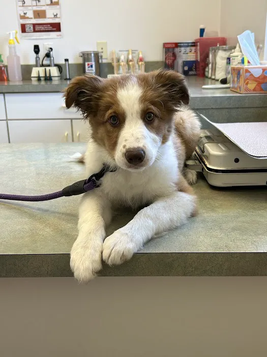 Little Paws Animal Clinic 12