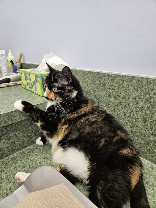 Little Paws Animal Clinic 12