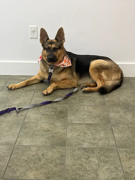 Little Paws Animal Clinic 12