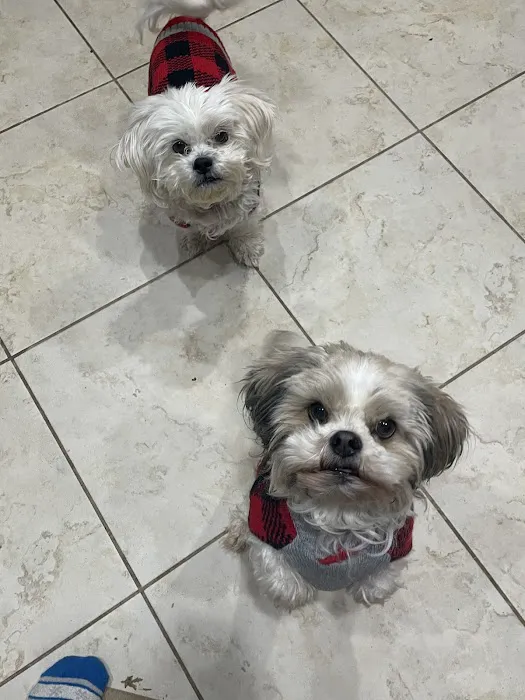 Little Paws Animal Clinic 12