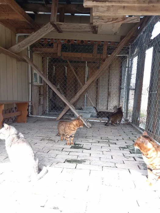 TarzanPrintsBengals 12